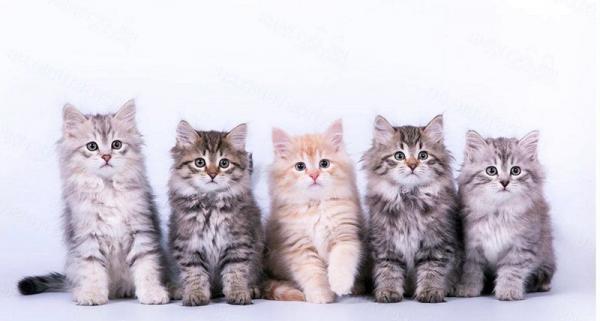 Сибирские котята от заводчика с документами